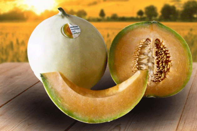 fs melone mantovano ok
