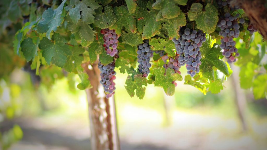 grapes 1844745 1280